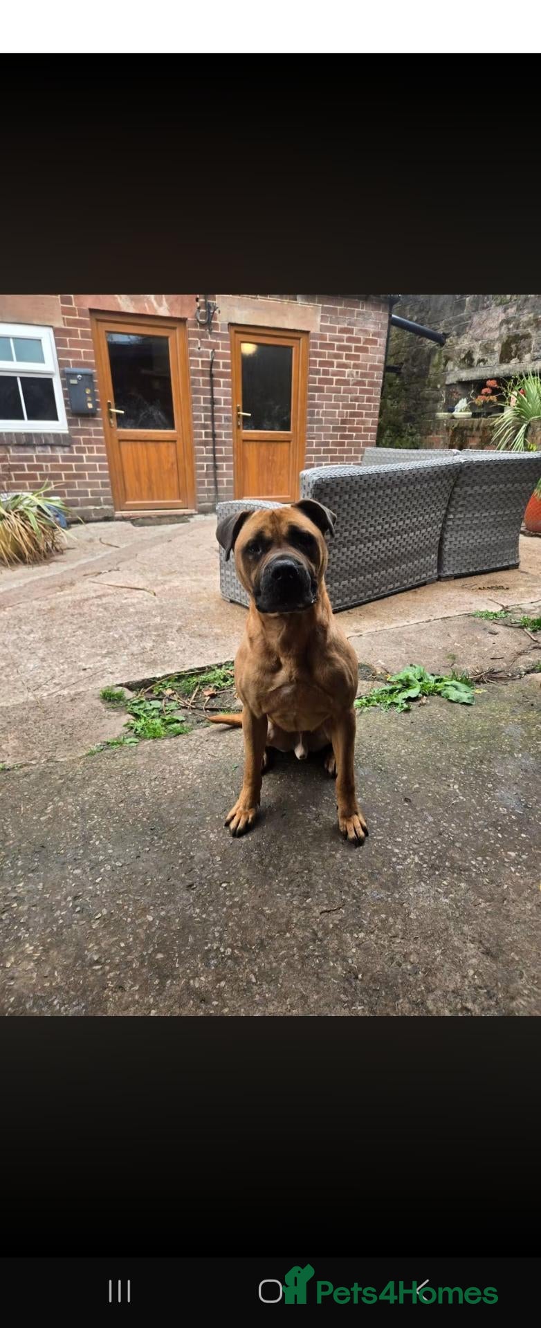 Bullmastiff dogs for sale: Duke - 5 year old bullmastiff - Advert 3