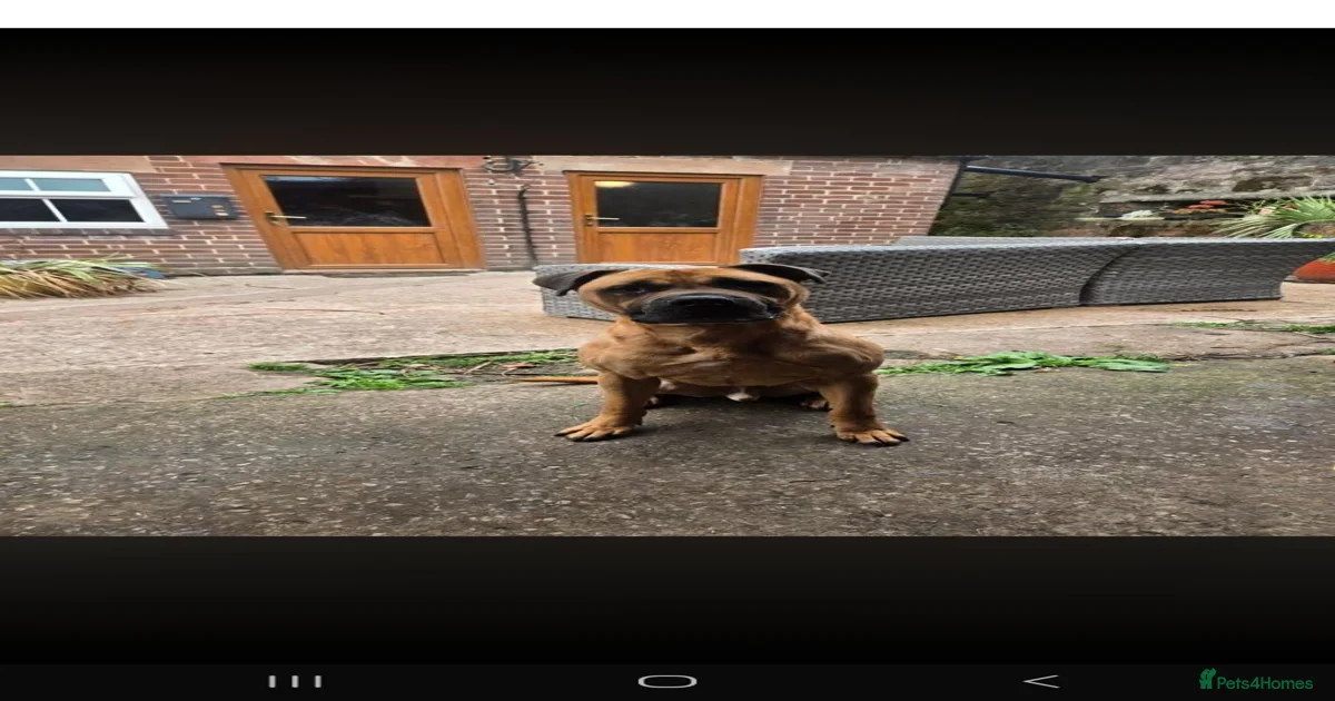 Bullmastiff Puppies for sale in Whitchurch, Shropshire | Pets4Homes