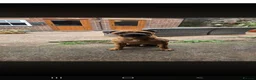 Bullmastiff dogs for sale: Duke - 5 year old bullmastiff - Advert 1
