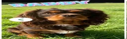 Cavapoo dogs for sale: 🥇TOP QUALITY F1 CAVAPOO PUPPIES READY TO LEAVE! - Advert 17
