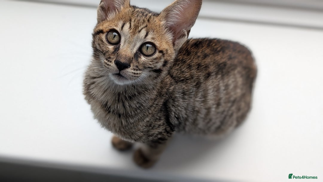 Savannah cats for sale: Savannah F6 female kitten Ready now  - Image 3