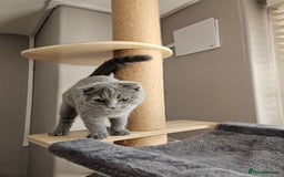Scottish Fold cats for sale: 5 month blue Scottish Fold - Image 4