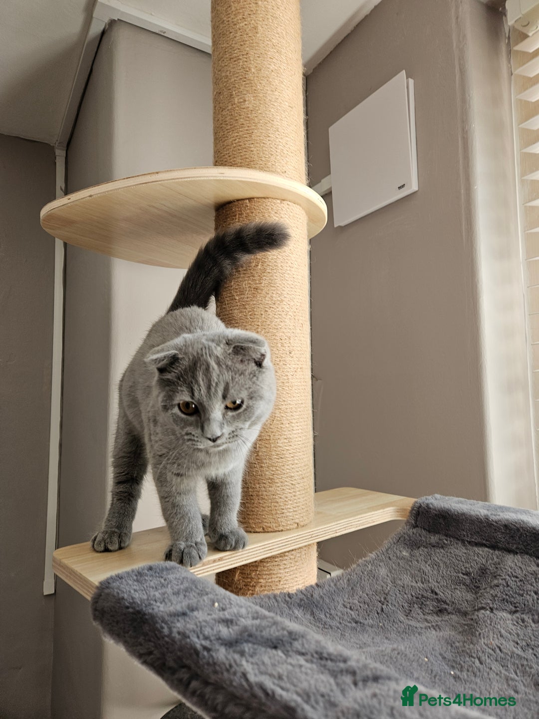 Scottish Fold cats for sale: 5 month blue Scottish Fold - Image 4