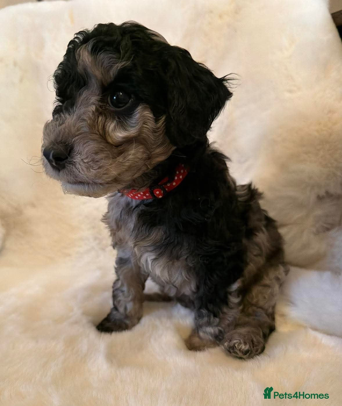 Cockapoo dogs Stunning cockapoos - Advert 7