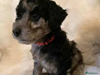 Cockapoo dogs Stunning cockapoos - Advert 7