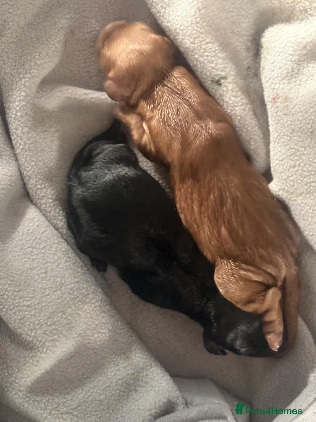 Cockapoo dogs for sale: Puppies born! - Advert 2