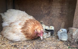 Chickens poultry for sale: 2 mum and 28 chicks for sale  - Image 14