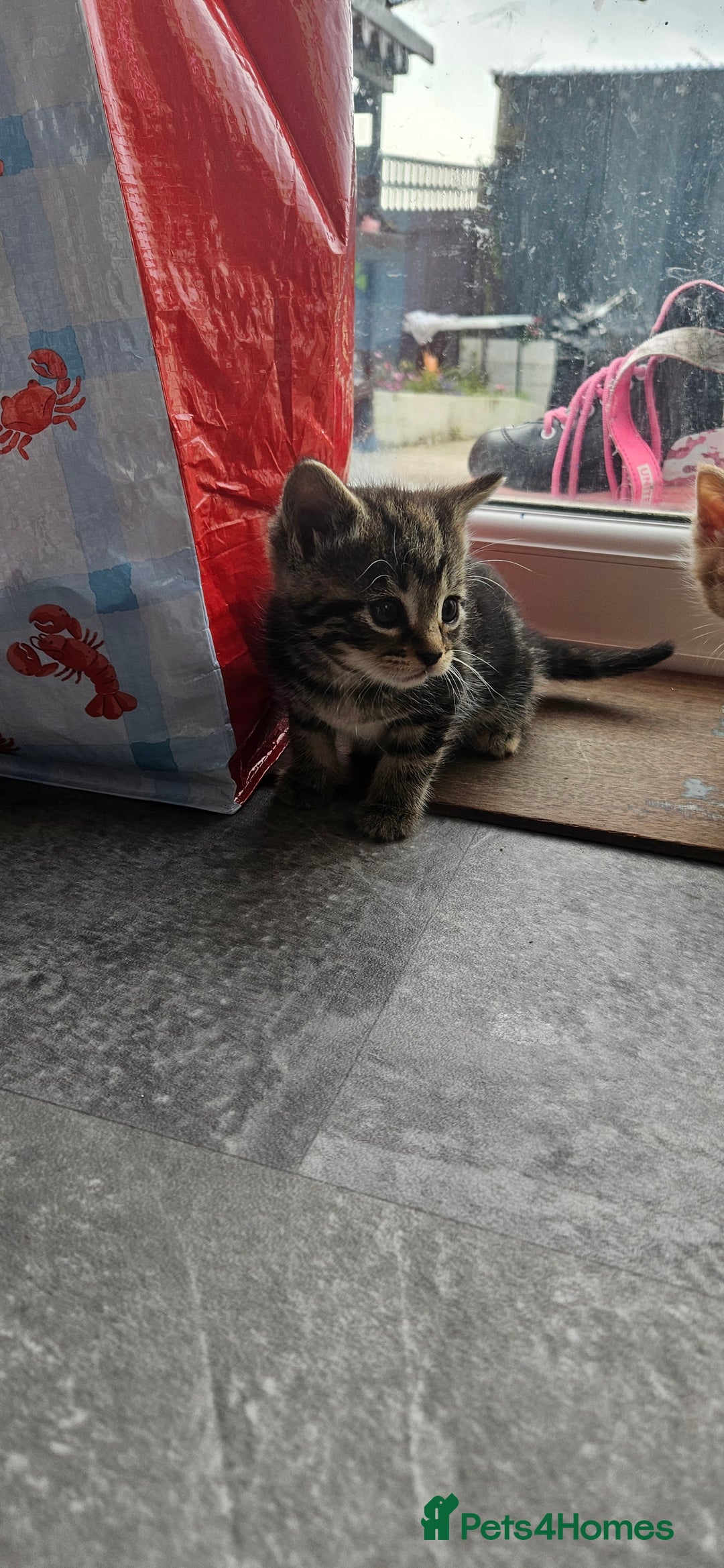 Mixed Breed cats for sale: Beautiful litter of 7 kittens  - Image 1