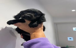 Cocker Spaniel dogs for sale: Stunning cocker spaniel puppies  - Image 13