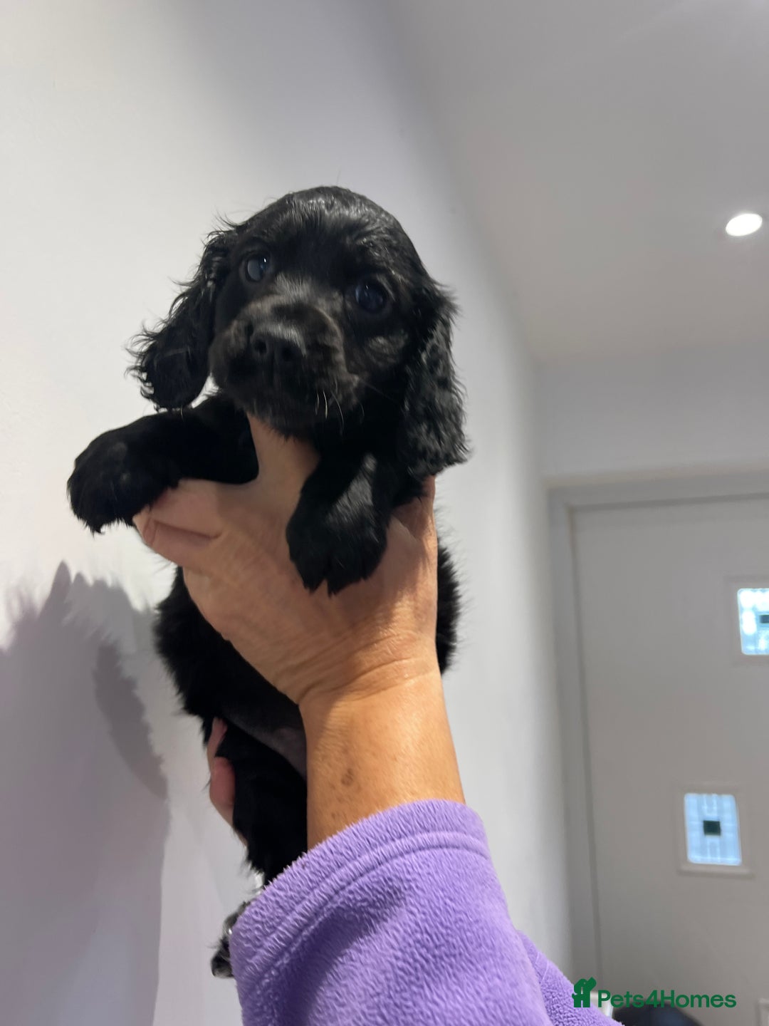 Cocker Spaniel dogs for sale: Stunning cocker spaniel puppies  - Image 13