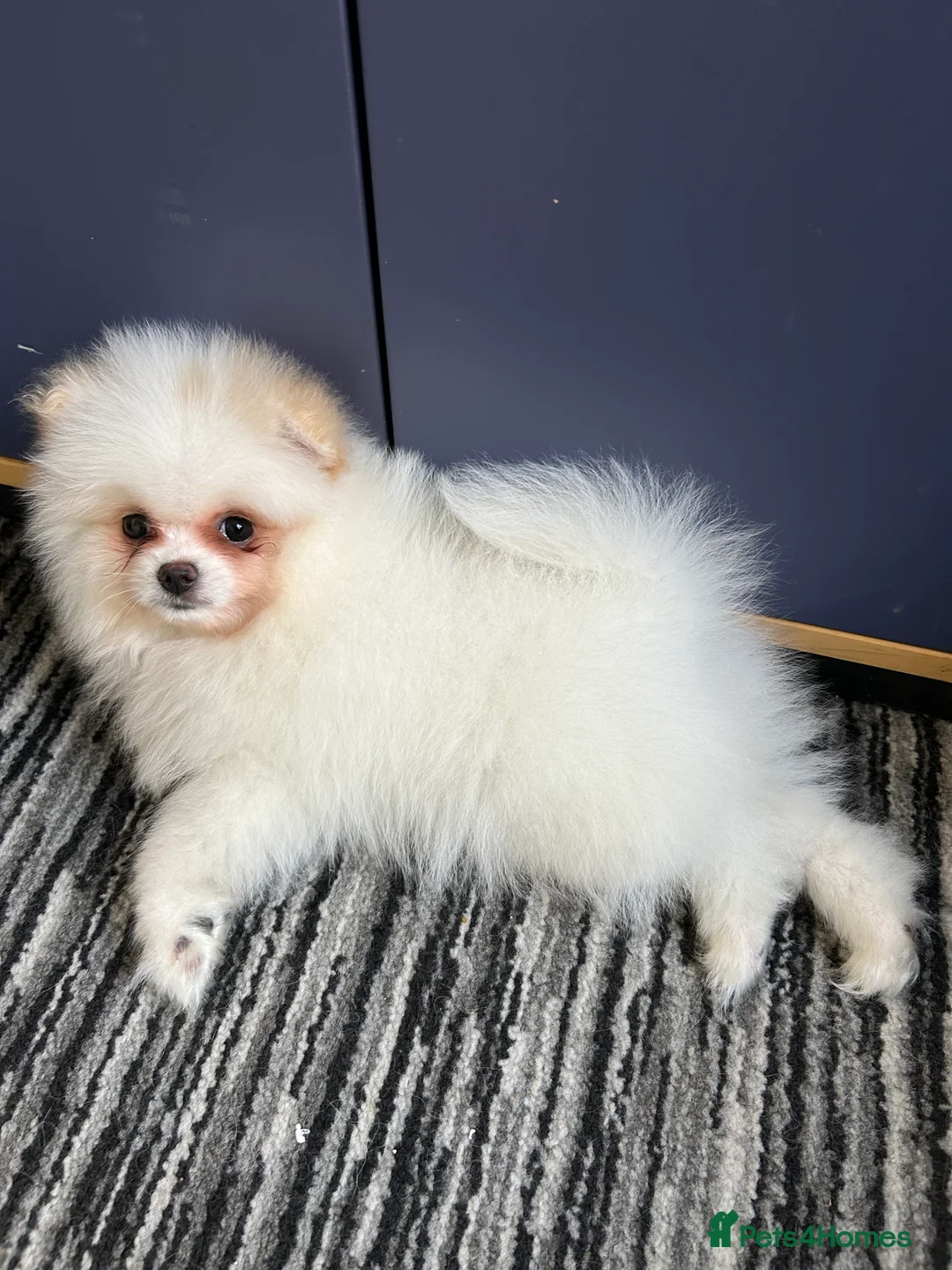 Pomeranian dogs for sale: Pomeranian Female Ready - Advert 3