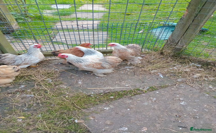 Chickens poultry - Advert 2