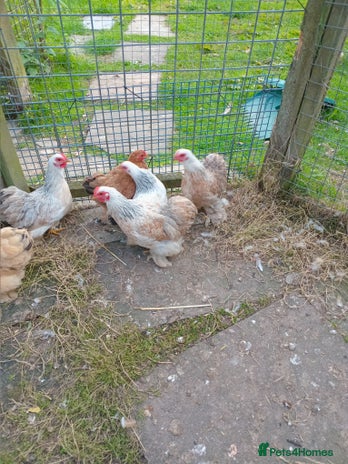 Chickens poultry - Advert 14