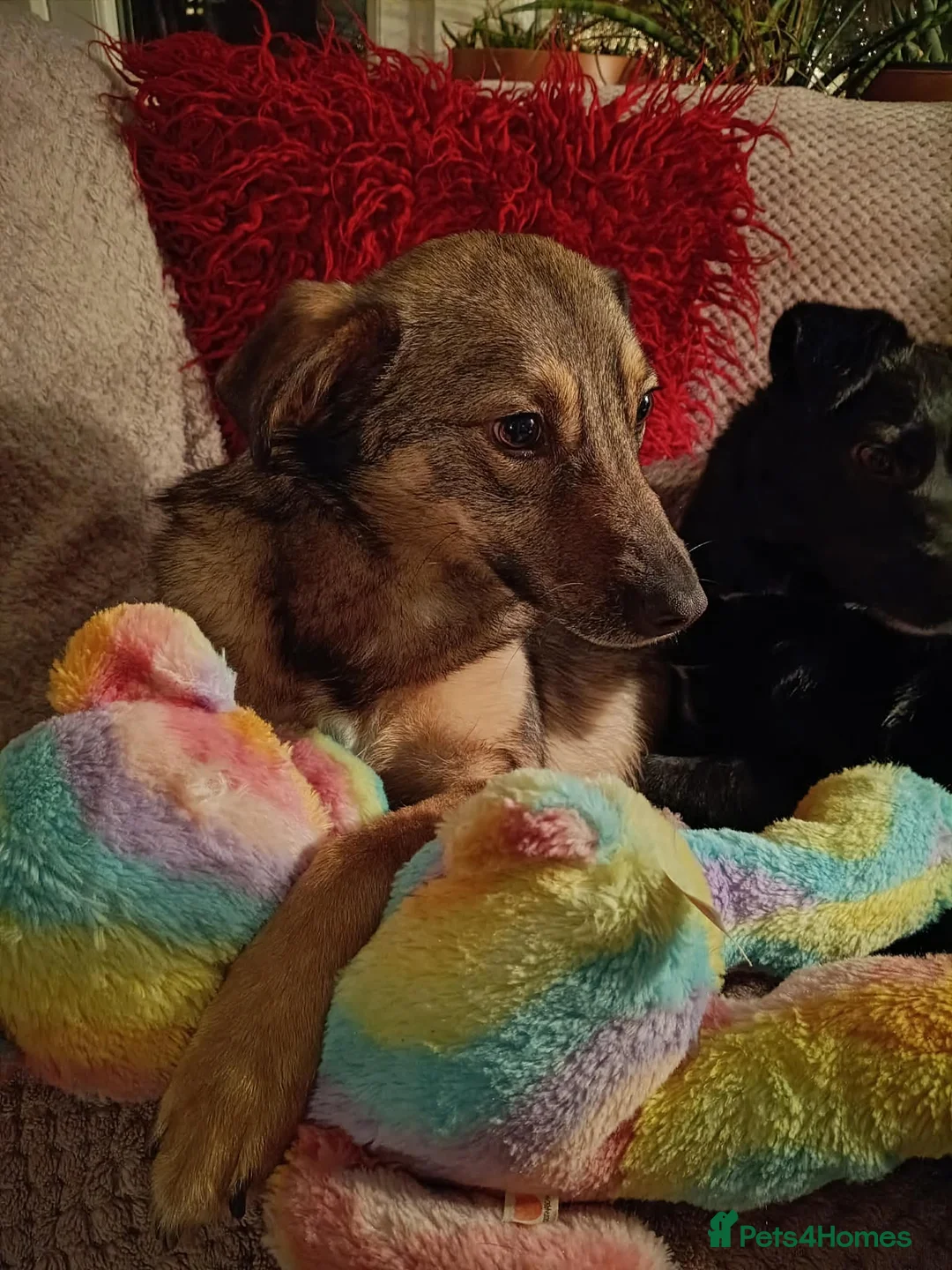 Mixed Breed dogs for adoption: BONDED PAIR: Spirit and Margot for adoption - Advert 9