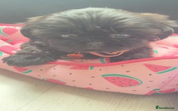 Shih Tzu dogs for sale: Baby girl for sale  - Image 2