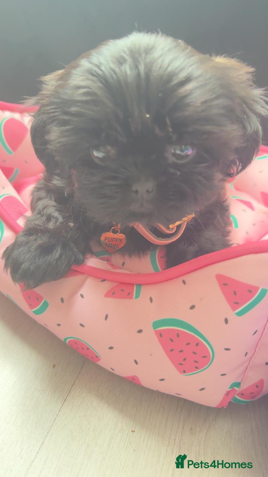 Shih Tzu dogs for sale: Baby girl for sale  - Image 2