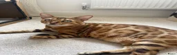 Bengal cats for sale: ✨ READY NOW - Pedigree Bengal Kitten Boy✨ - Advert 10