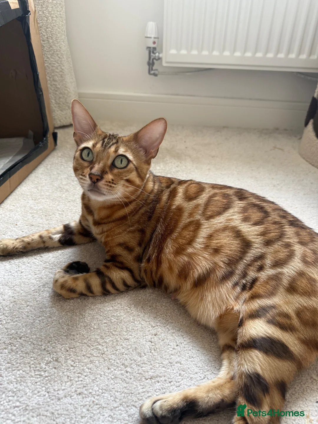 Bengal cats for sale: ✨ READY NOW - Pedigree Bengal Kitten Boy✨ - Advert 10