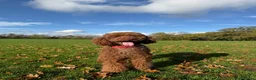 Standard Poodle dogs for sale: Looking for a Forever Home for Bailey - Advert 3