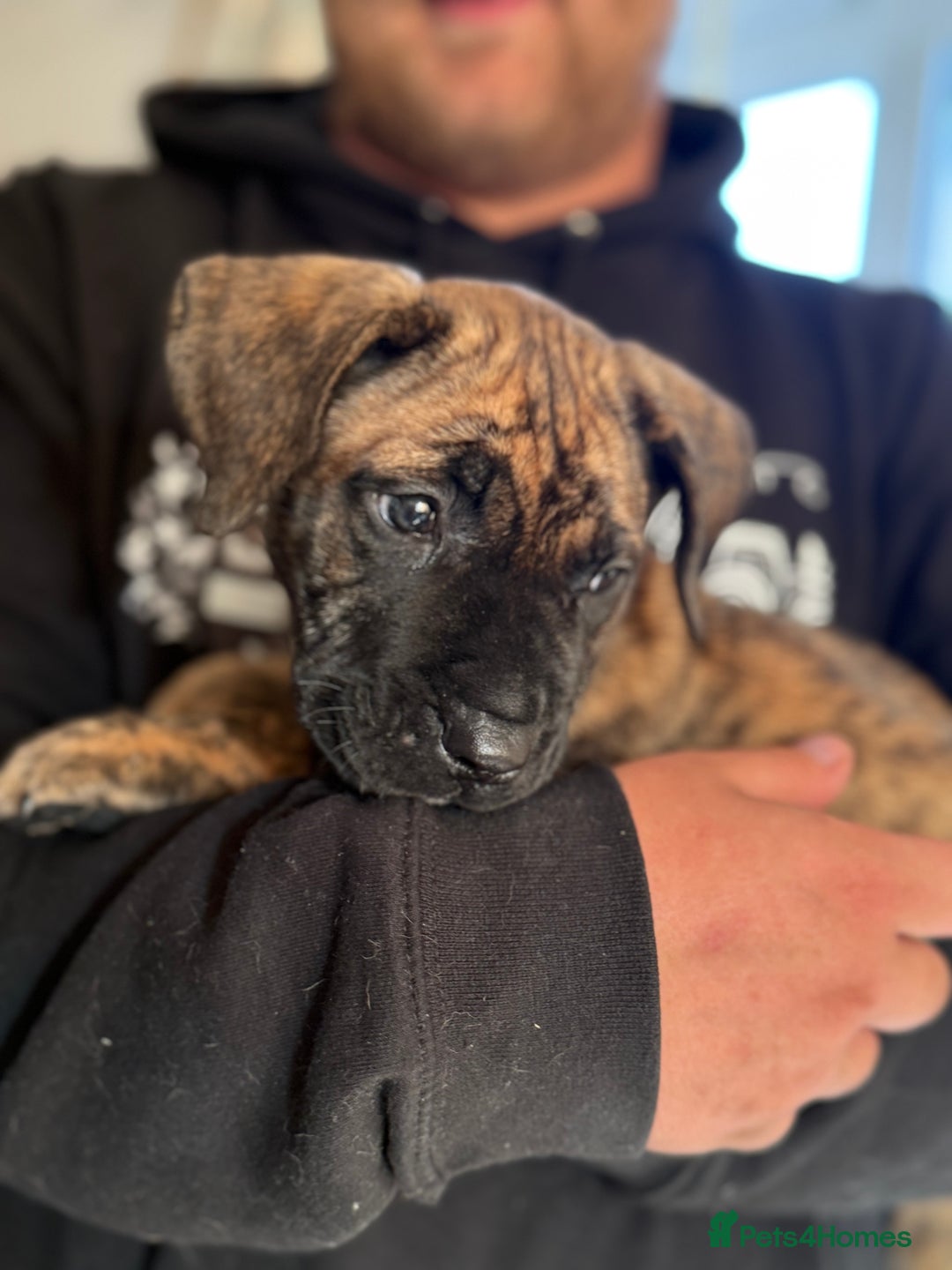 Presa Canario dogs for sale: Kovu  - Image 5