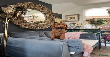Cavapoo dogs - Advert 4