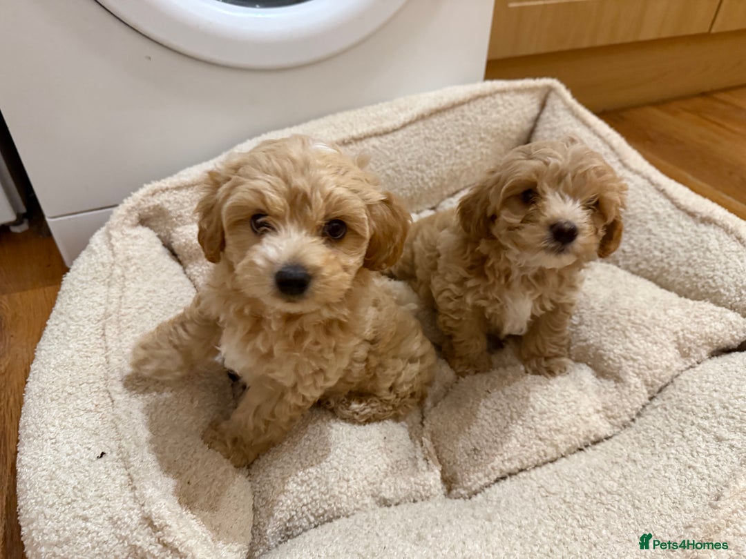 Maltipoo dogs for sale: Real life teddy bears f1 Maltipoo last 1!🐾🐶❤️💥 - Advert 8