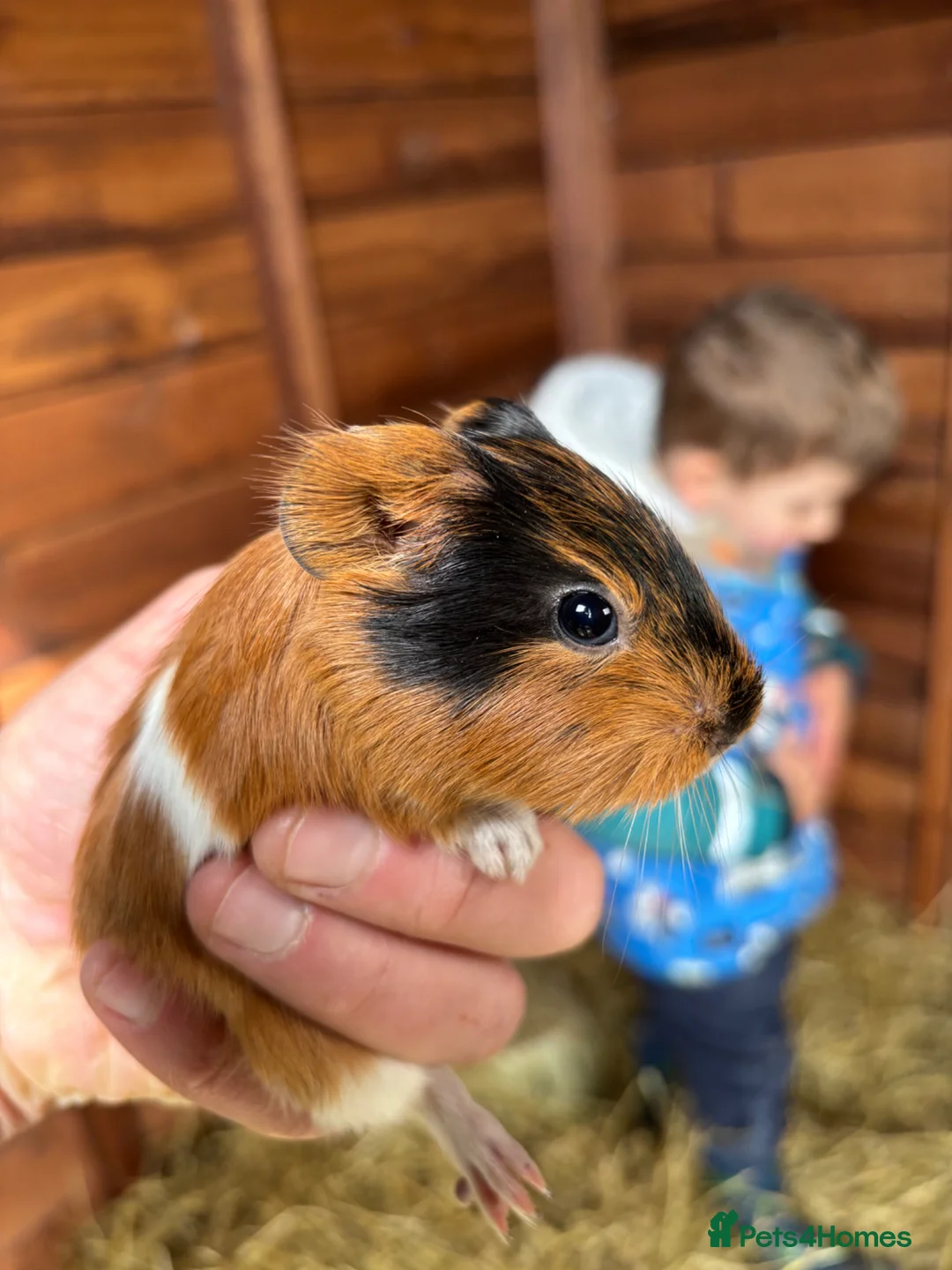 Guinea Pig rodents for sale: Baby Guinea Pigs for sale  - Advert 1