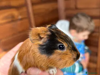 Guinea Pig rodents Baby Guinea Pigs for sale - Advert 2
