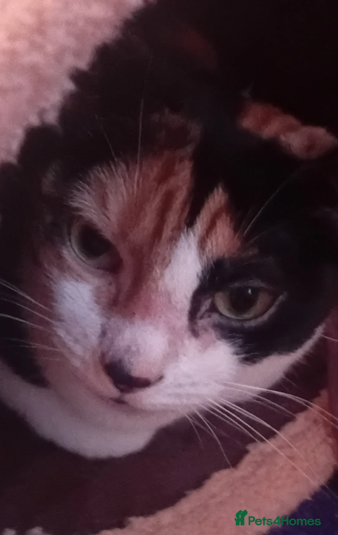 British Shorthair cats for adoption: 🌸 Meet Luna & Bella – Ready for Adoption 🌸 - Advert 2