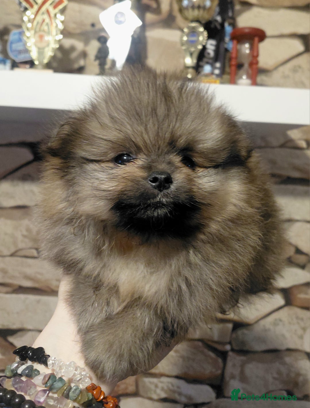 Pomeranian dogs for sale: Pomeranian puppies  - Advert 13