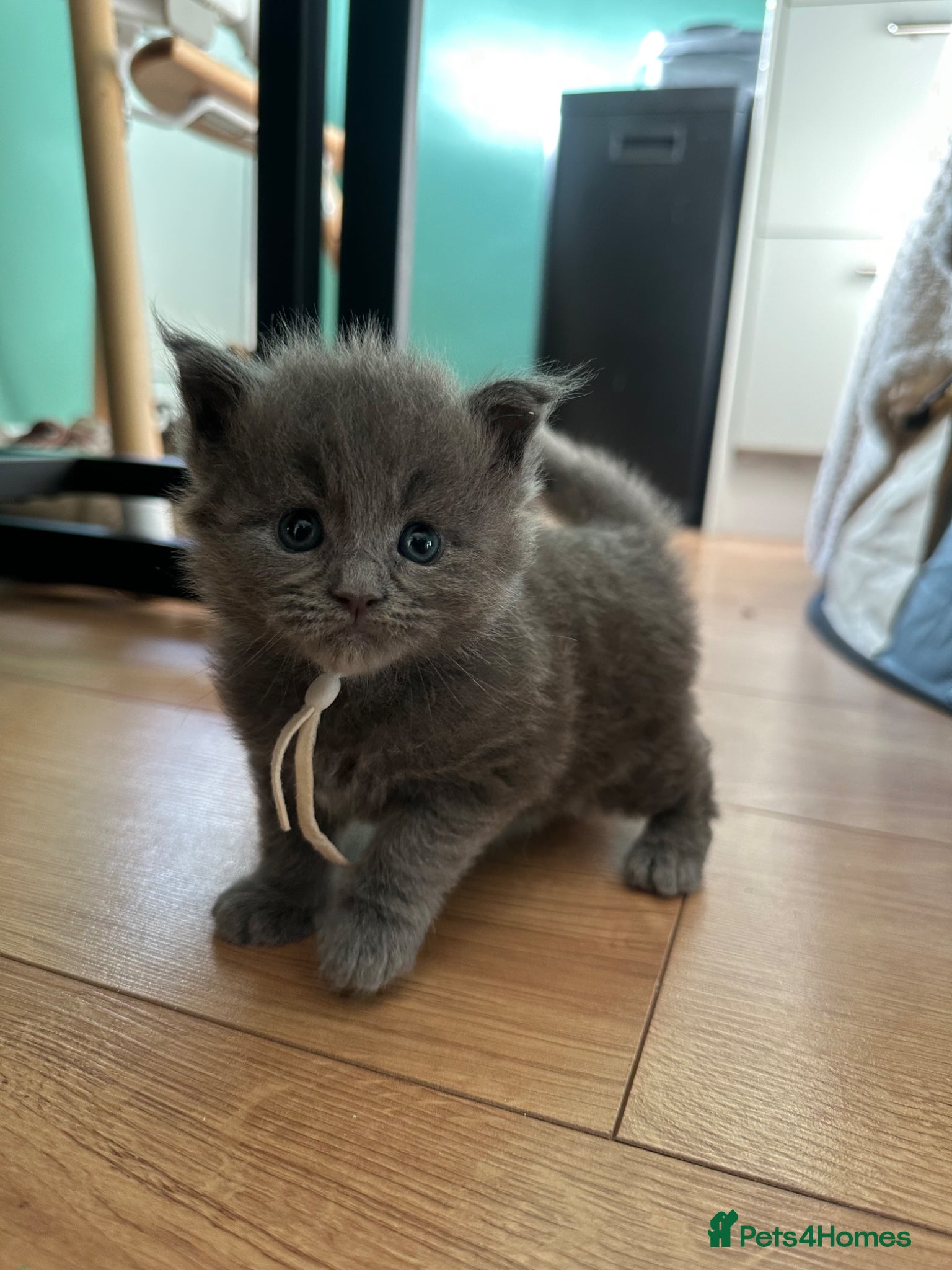 Maine Coon cats for sale: 5 beautiful Maine coon kittens - Advert 9