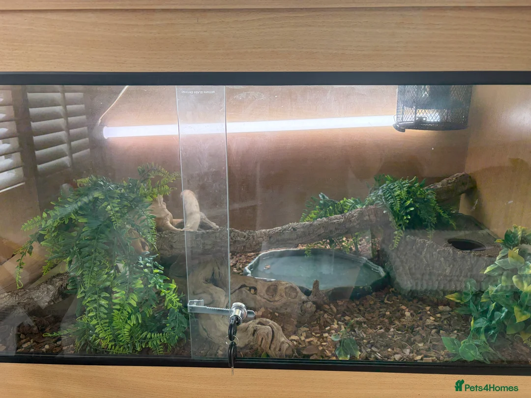 Python Snake reptiles for sale: 5 year old female Royal Python  in Gloucester - Advert 4