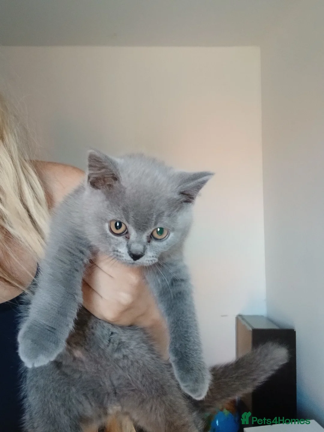 British Shorthair cats for sale: LAST BOY LEFT!! BEAUTIFUL BRITISH SHORTHAIR ❤️ - Advert 3