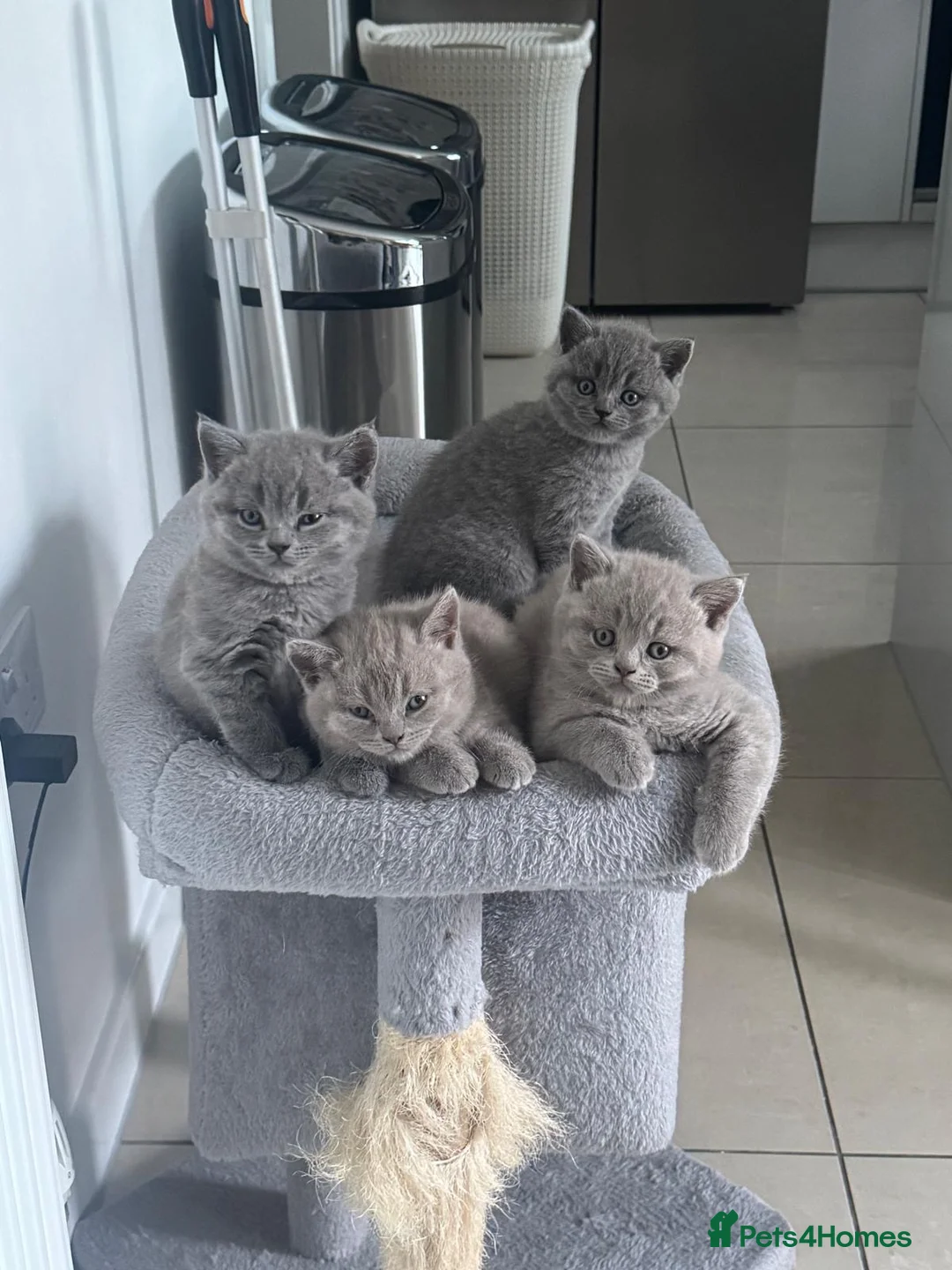 British Shorthair cats for sale: Kittens  - Advert 4