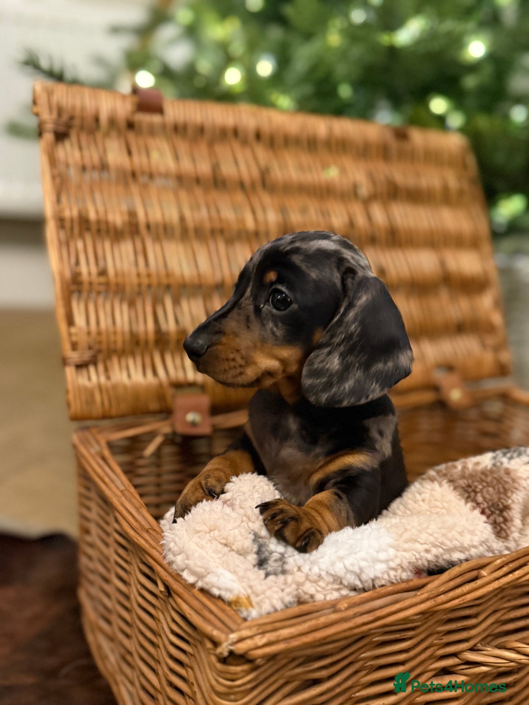 Miniature Dachshund dogs for sale: Kc reg smooth haired miniature dachshund - Advert 14