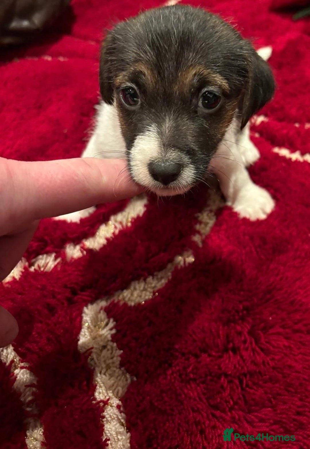 Jack Russell dogs for sale: Jack Russell puppy  - Advert 3