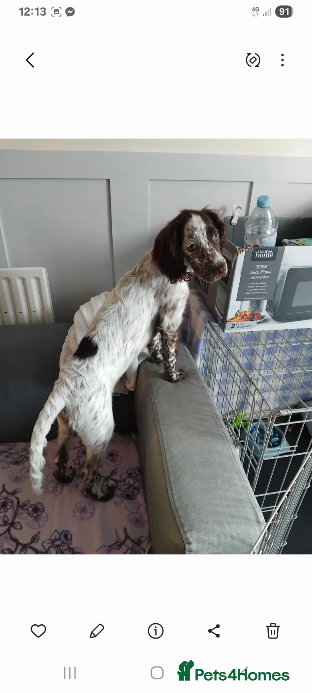 Cocker Spaniel dogs for sale: Female 7month white with brown markings in Fareham - Advert 2