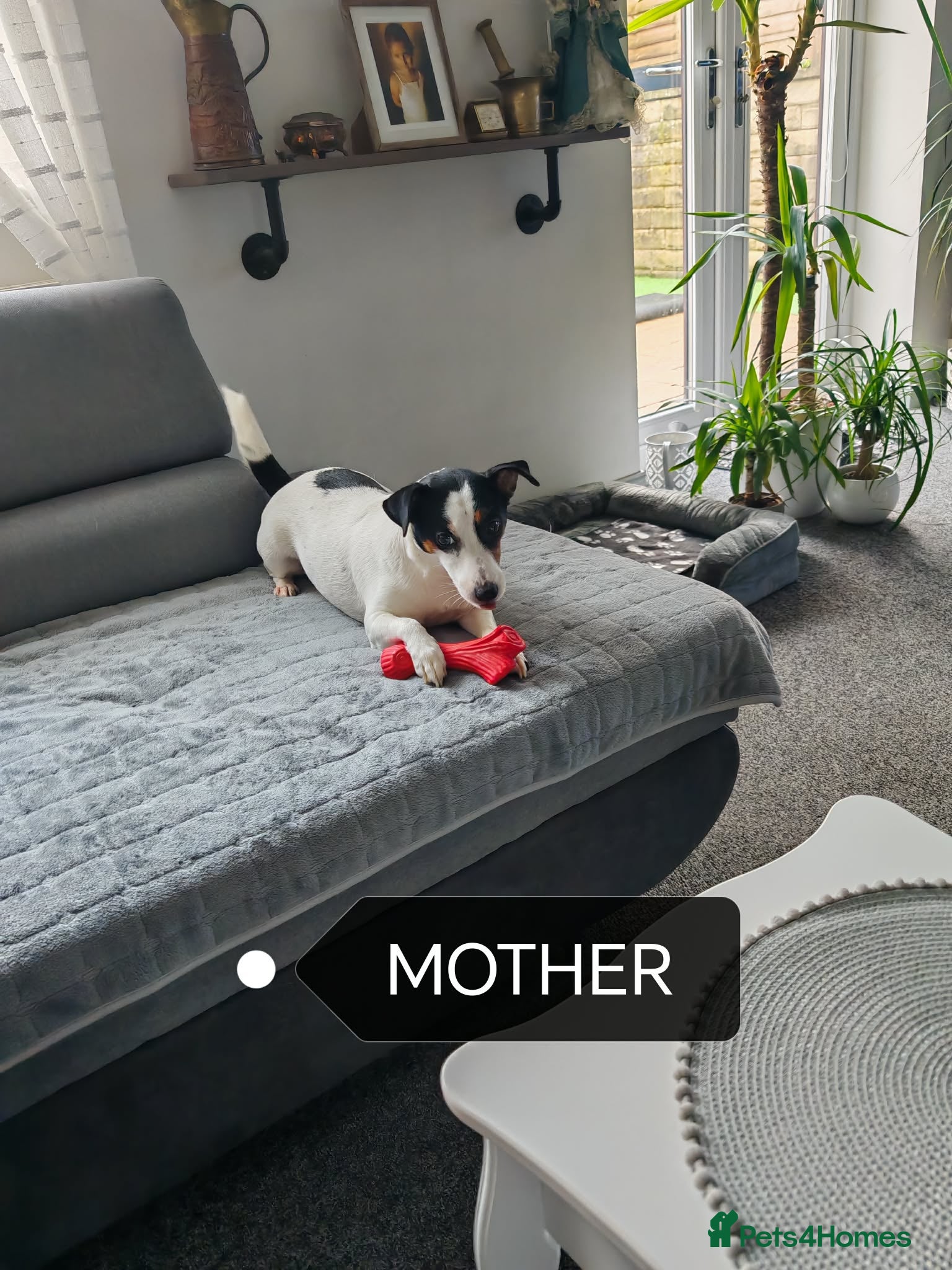 Jack Russell dogs BEAUTIFUL JACK RUSSELL PUPPIES AVAILABLE - Advert 2