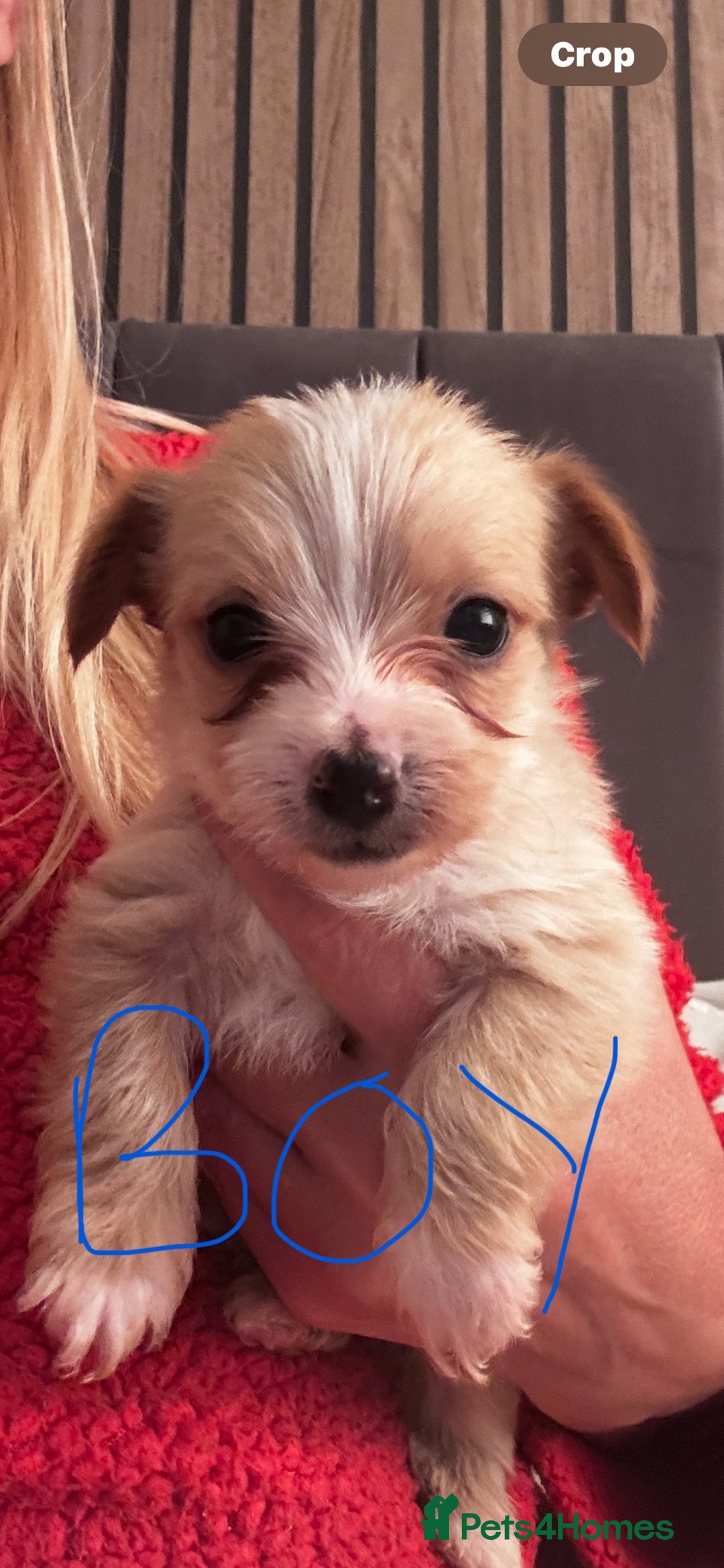 Yorkshire Terrier dogs for sale: Gorgeous Yorkshire terrier puppies - Advert 3