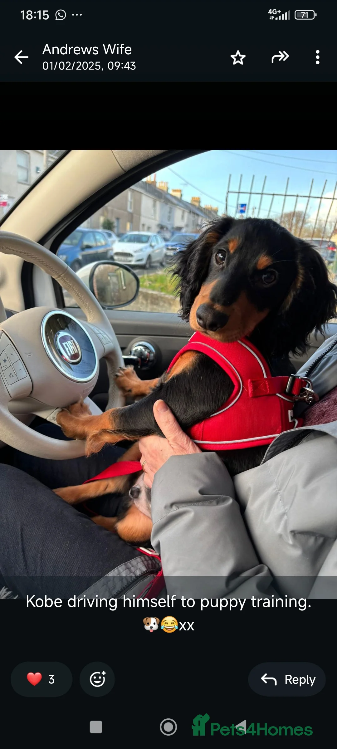 Cocker Spaniel dogs for sale: Expected litter due 12/3/26 - Advert 4