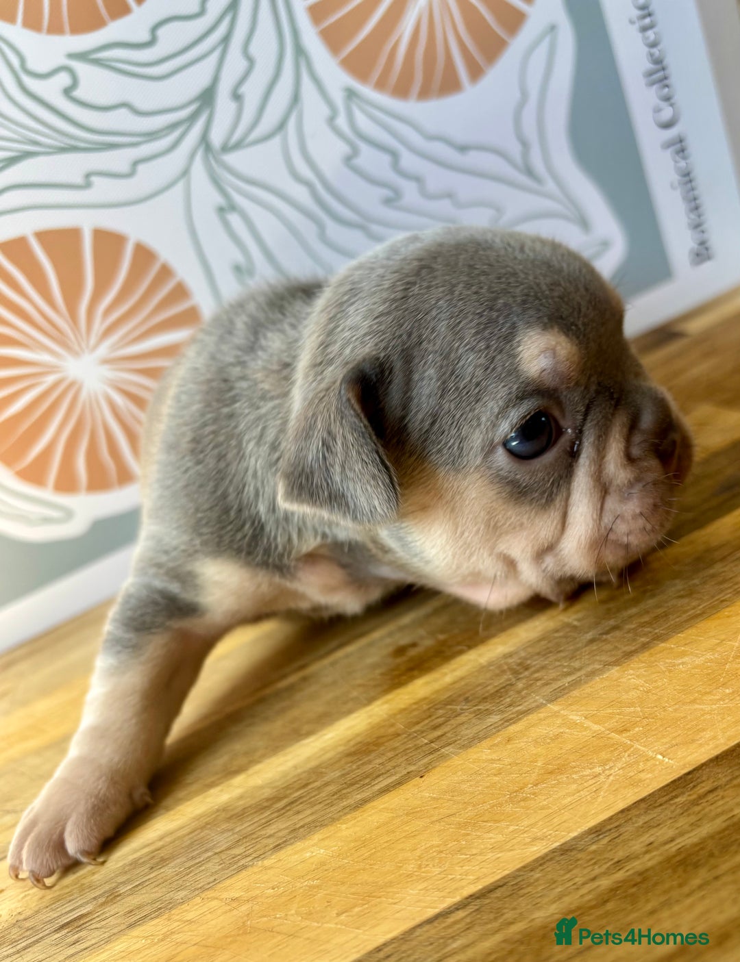 French Bulldog dogs for sale: ONE FEMALE LEFT -gorgeous grey French Bulldogs - Image 20
