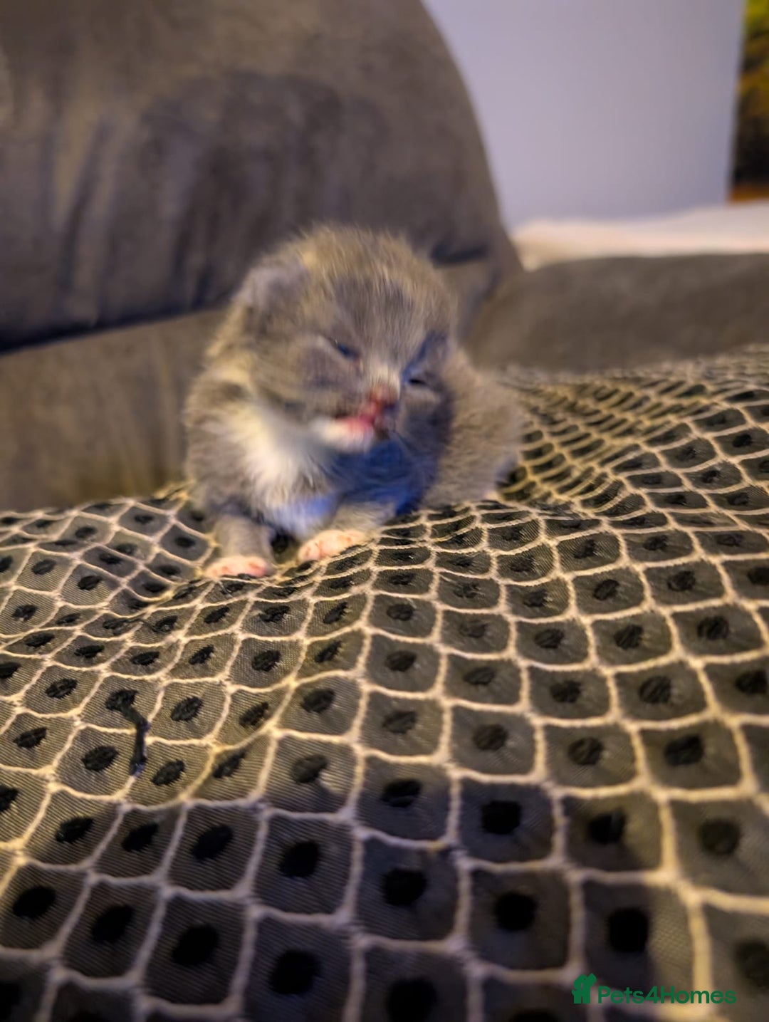 British Shorthair cats for sale: 3 British shorthair kittens  - Image 9