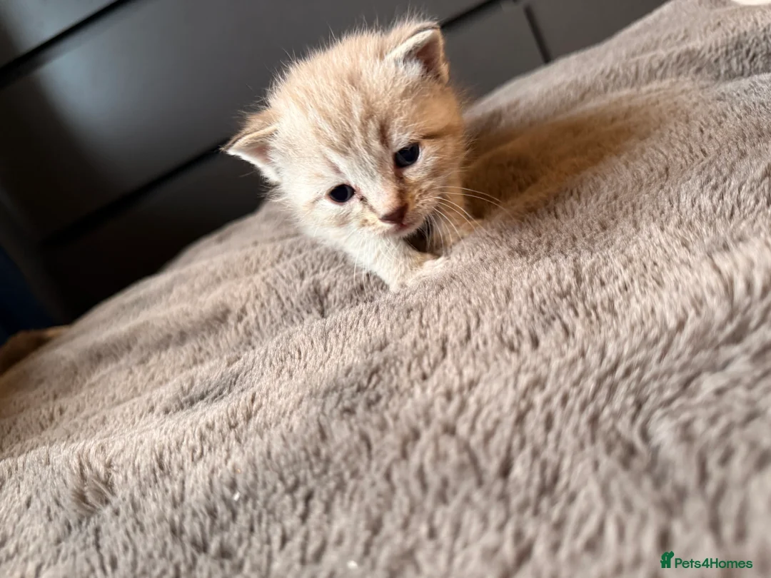 Mixed Breed cats for sale: Beautiful Ginger tabby kittens  - Advert 8