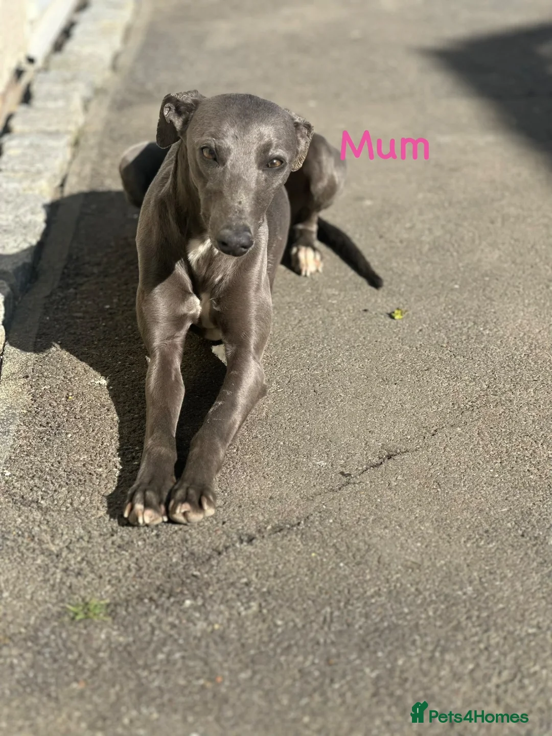 Whippet dogs for sale: Stunning litter of whippet puppies - Advert 2