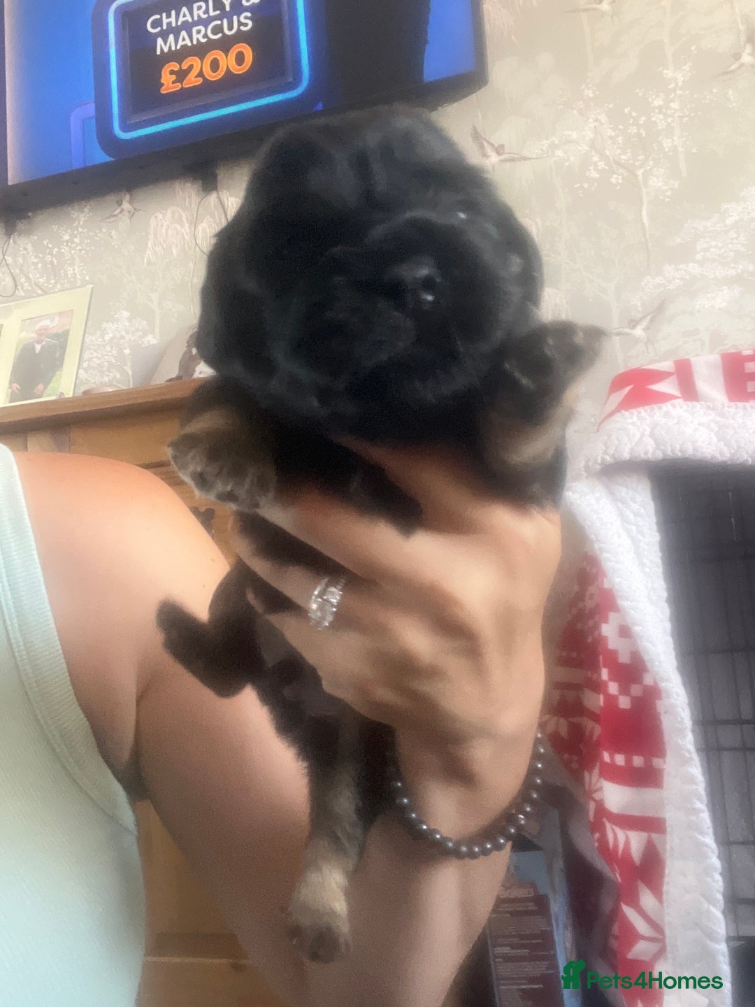 Mixed Breed dogs for sale: Beautiful dachshund/jug x terrier - Image 18