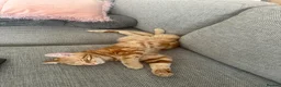 Mixed Breed cats for sale: 8Month old ginger kitten - Advert 3