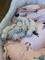 Bichon Frise dogs - Advert 7