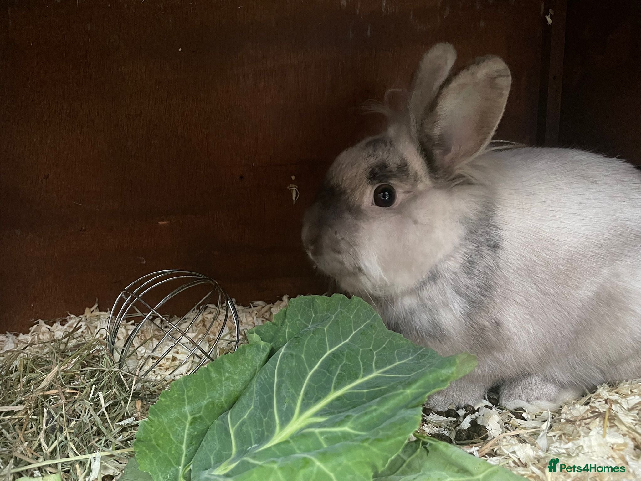 Rex rabbits Male and female rabbit  - Advert 4