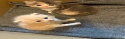Exotic cats for sale: 🐾 Beautiful Exotic-Type Longhair Kittens 🐾 in Leeds - Advert 3