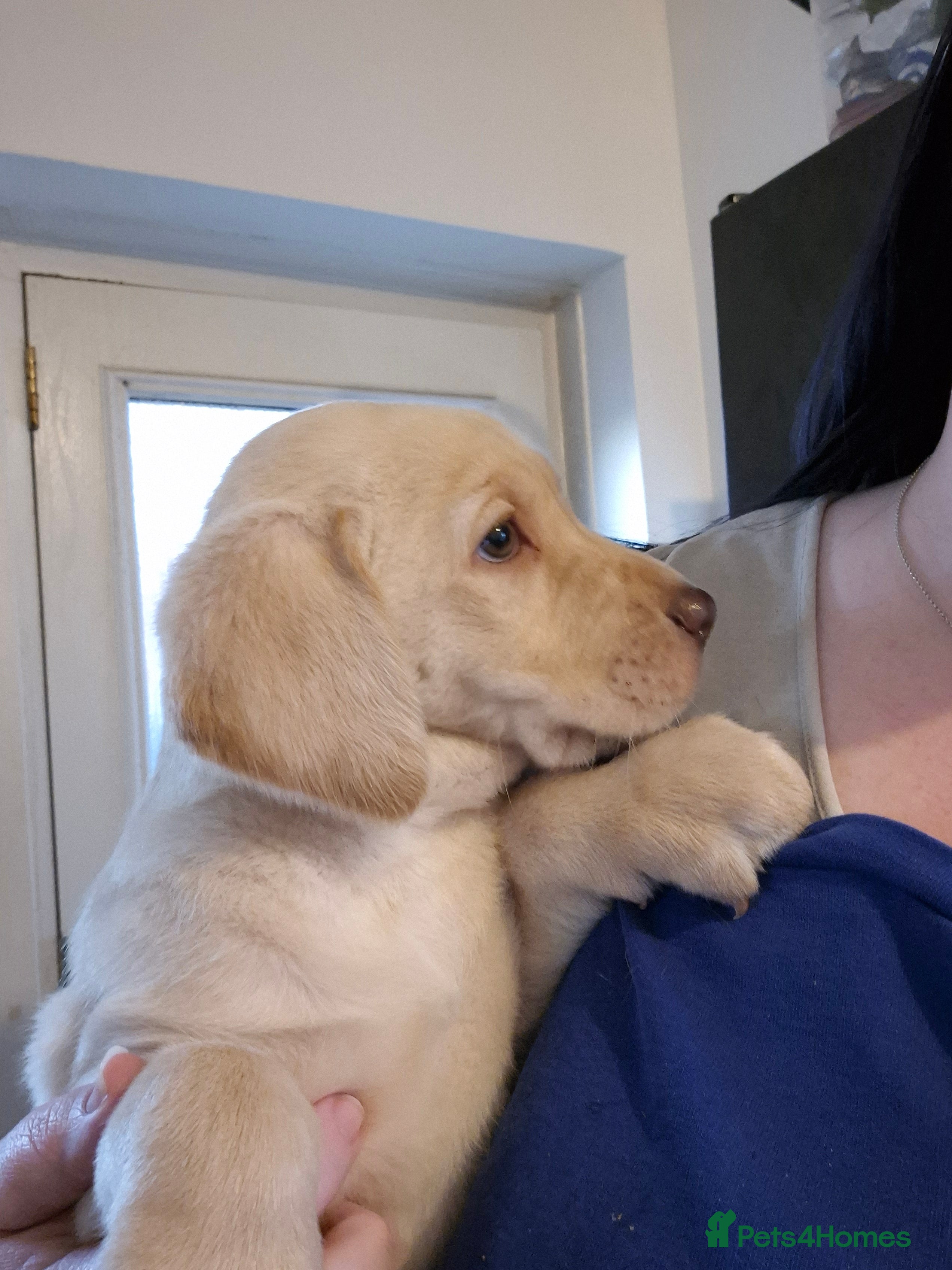 Labrador Retriever dogs Beautiful KC Labrador girls available - Advert 8